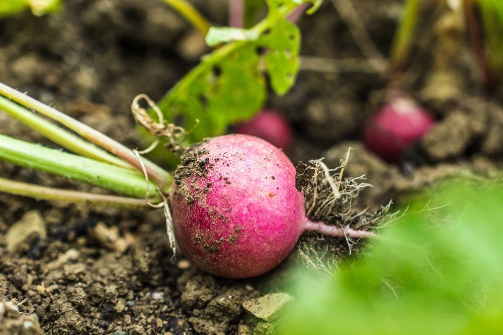 Kit De Culture - Bio - Radis - Cherry Bell - 100 Graines - Raphanus Sativus – Image 5