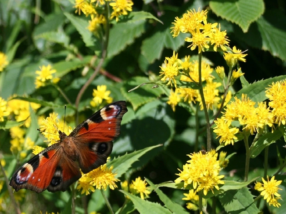Kit De Culture - Solidage Verge D'or - 100 Graines - Solidago Virgaurea – Image 4