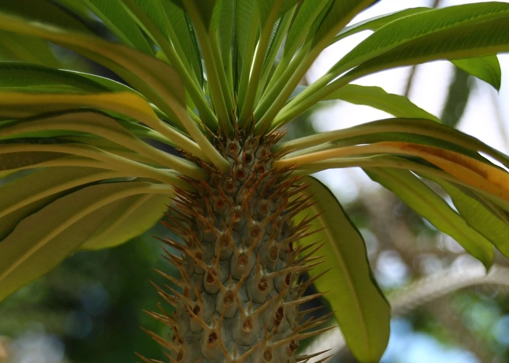 Kit De Culture - Palmier De Madagascar - 10 Graines - Pachypodium Lamerei – Image 7