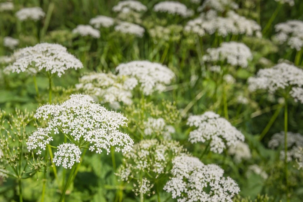 Kit De Culture - Bio - Cerfeuil Commun - 800 Graines - Anthriscus Cerefolium – Image 4
