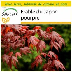 Kit De Culture - Erable Du Japon Pourpre - 20 Graines - Acer Palmatum Atropurpureum