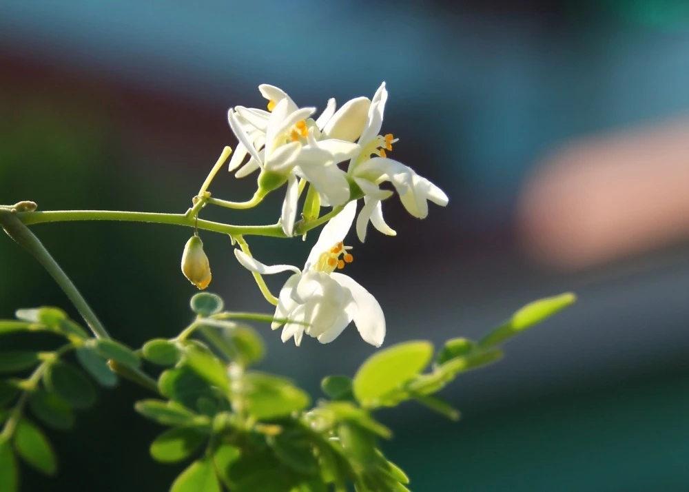 Kit De Culture - Moringa - 10 Graines - Moringa Oleifera – Image 7