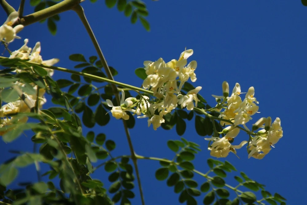 Kit De Culture - Moringa - 10 Graines - Moringa Oleifera – Image 4