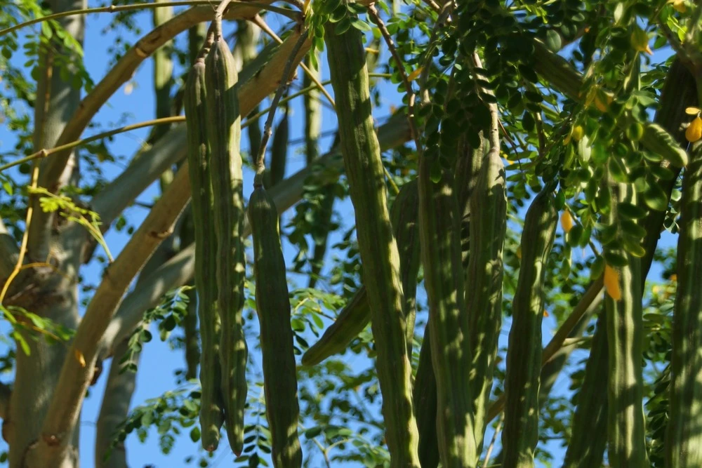 Kit De Culture - Moringa - 10 Graines - Moringa Oleifera – Image 5