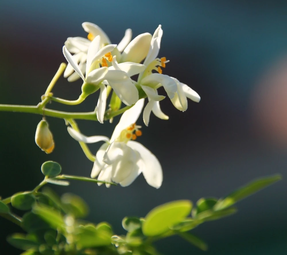 Kit De Culture - Moringa - 10 Graines - Moringa Oleifera – Image 6