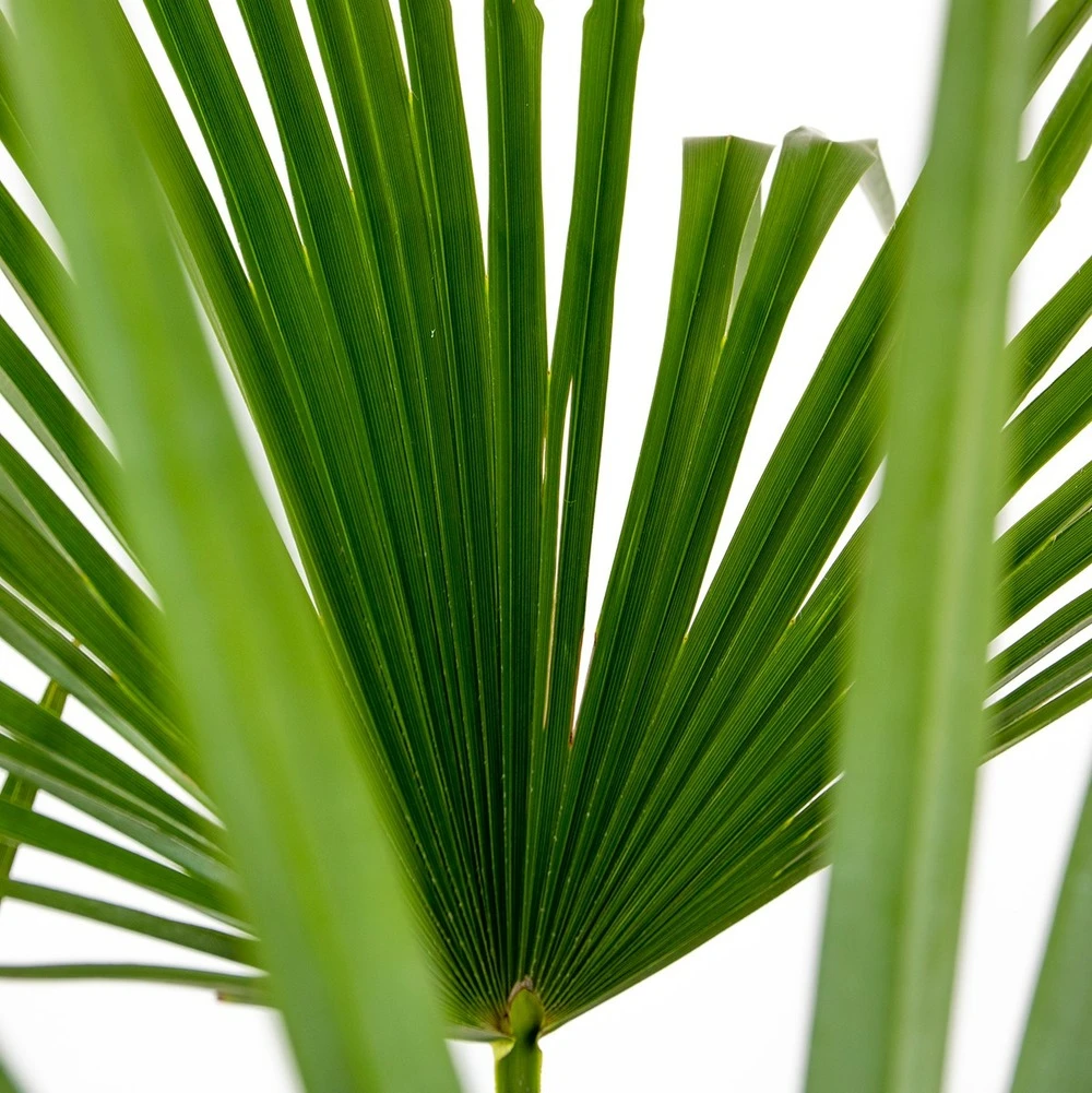 Trachycarpus Fortunei - Palmier Chinois - Palmier - Rustique – ⌀24 Cm - ↕70-80 Cm – Image 3