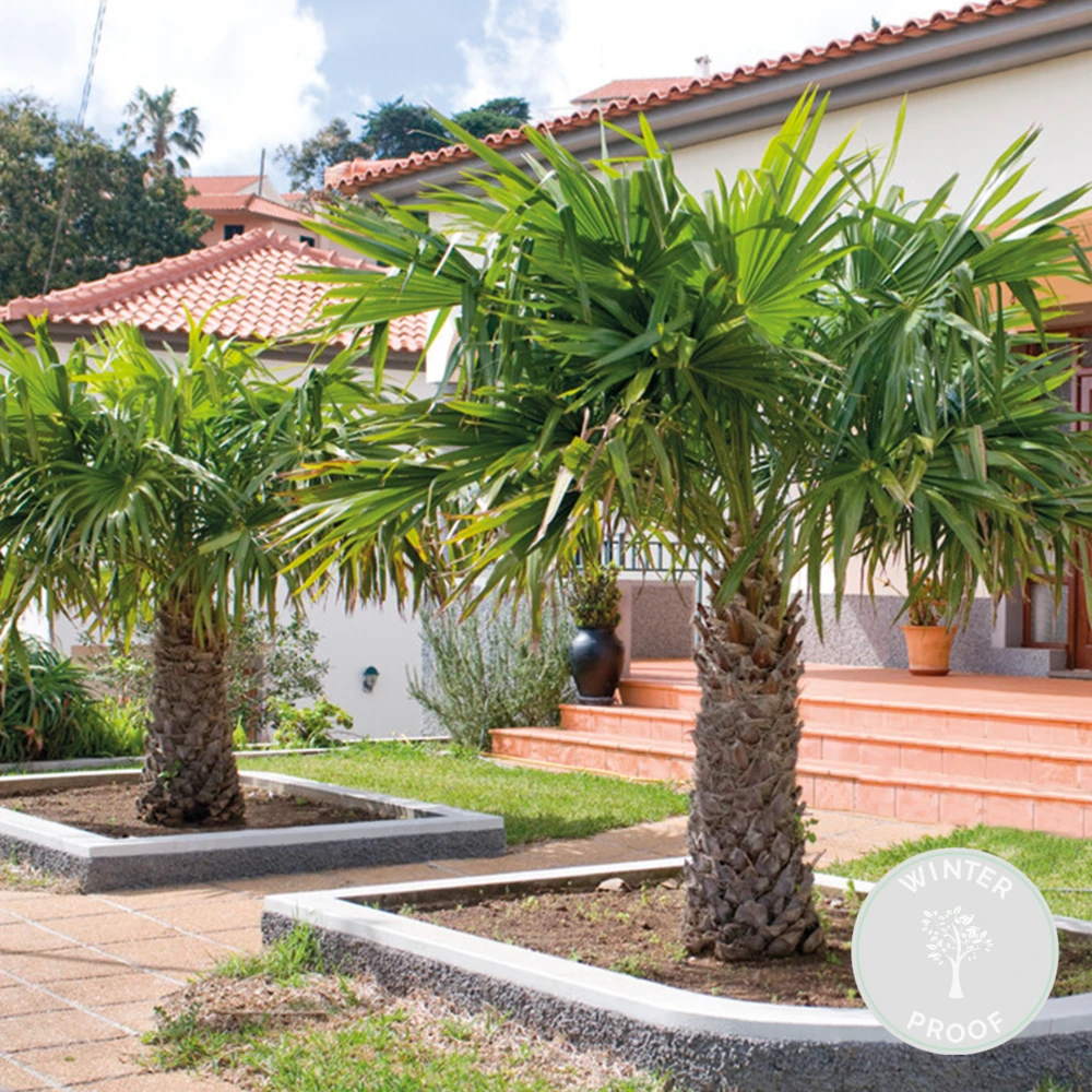 Trachycarpus Fortunei - Palmier Chinois - Palmier - Rustique – ⌀24 Cm - ↕70-80 Cm – Image 2