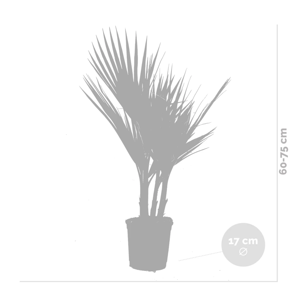 2x Washingtonia Robusta - Palmier Mexicain - Palmier Extérieur - Persistant – ⌀17 Cm - ↕60-75 Cm – Image 4