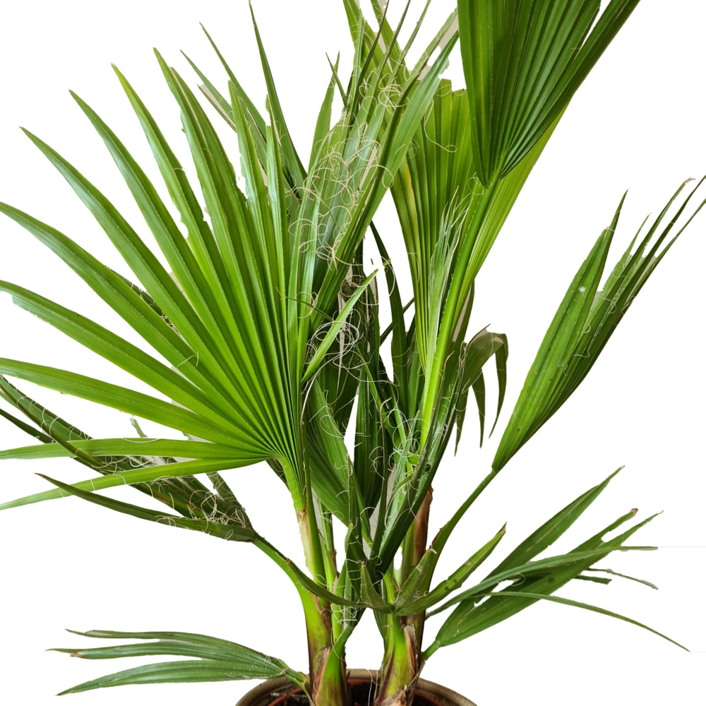 2x Washingtonia Robusta - Palmier Mexicain - Palmier Extérieur - Persistant – ⌀17 Cm - ↕60-75 Cm – Image 3