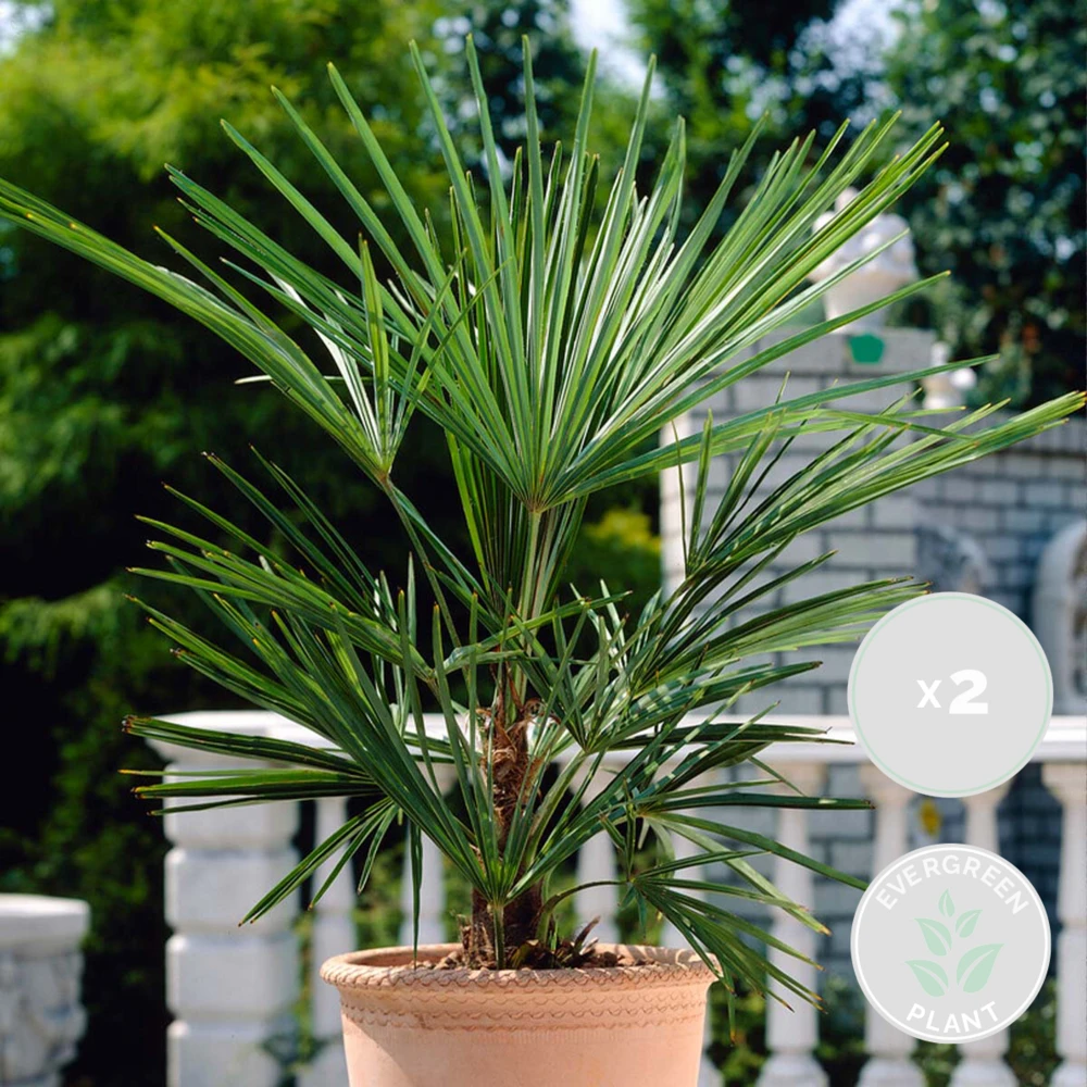 2x Washingtonia Robusta - Palmier Mexicain - Palmier Extérieur - Persistant – ⌀17 Cm - ↕60-75 Cm – Image 2