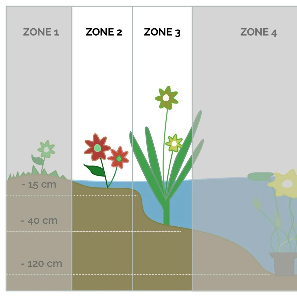 6x Mélange De Plantes Fleuries Pour Bassin - Zone 2 & 3 - Entretien Facile - ⌀9 Cm - ↕05-20 Cm – Image 4