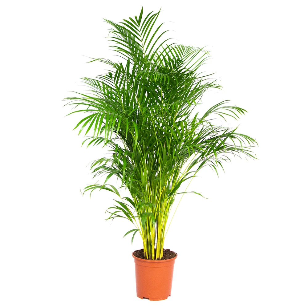 Dypsis Lutescens - Palmier Dorés - Plante D'intérieur - Entretien Facile – ⌀24 Cm - ↕140-150 Cm