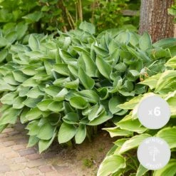 6x Hosta Sieboldiana 'elegans' - Lys Coeur - Vivace - Rustique – ⌀9 Cm - ↕10-15 Cm