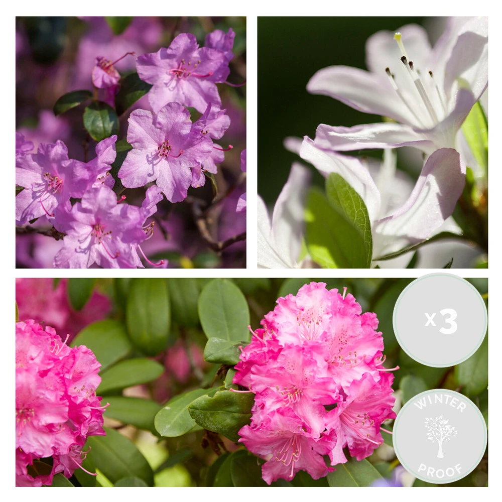 3x Rhododendron Mix – Rhododendron – Arbuste – Persistant – ⌀09 Cm - ↕15-20 Cm – Image 2