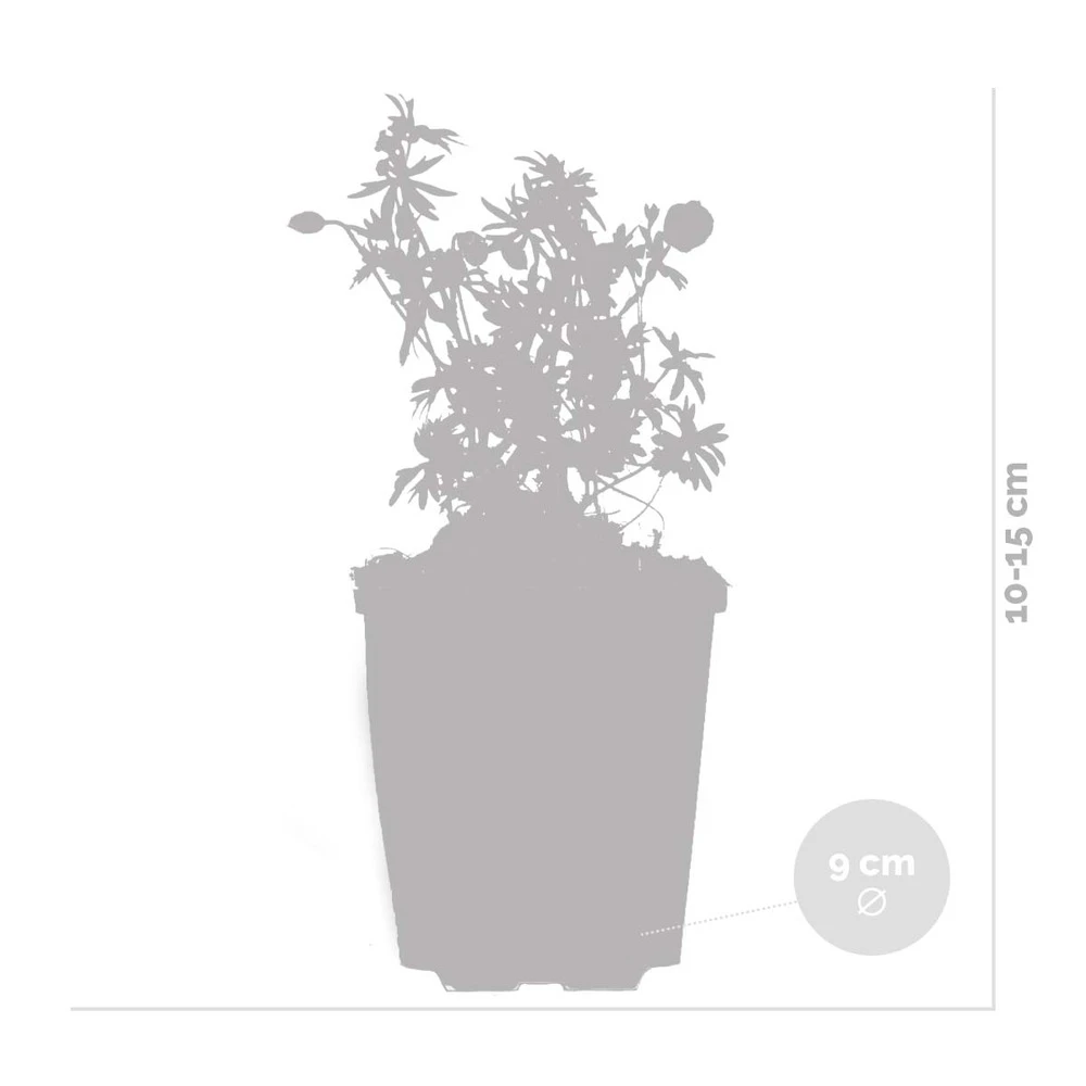 6x Geranium Sanguineum - Géranium Sanguin - Plante D'extérieur - Peu D'entretien – ⌀9 Cm - ↕10-15 Cm – Image 4