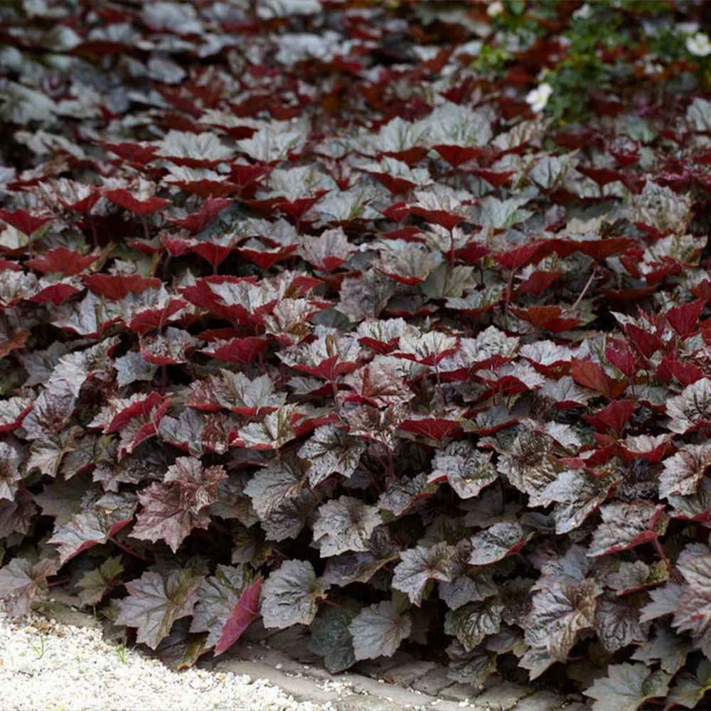 6x Heuchera Micrantha 'palace Purple' - Purple Bell - Vivace - Rustique – ⌀9 Cm - ↕10-15 Cm – Image 3