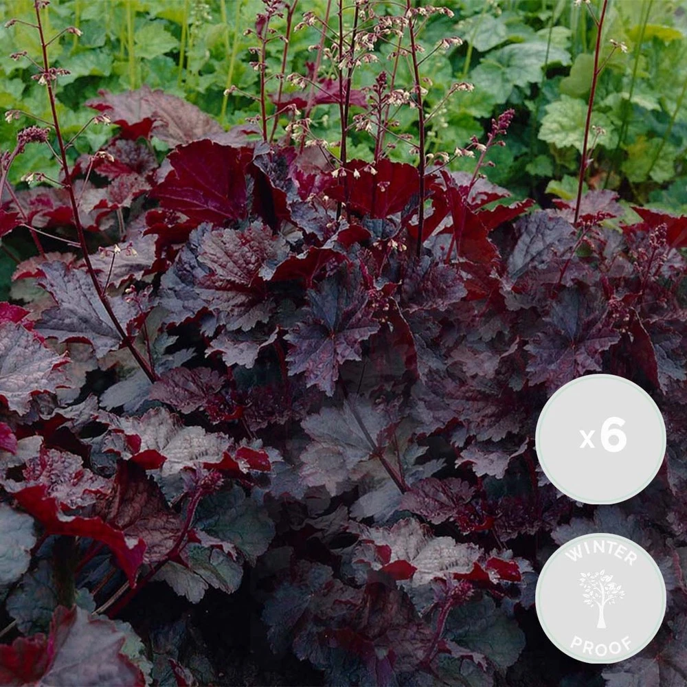 6x Heuchera Micrantha 'palace Purple' - Purple Bell - Vivace - Rustique – ⌀9 Cm - ↕10-15 Cm