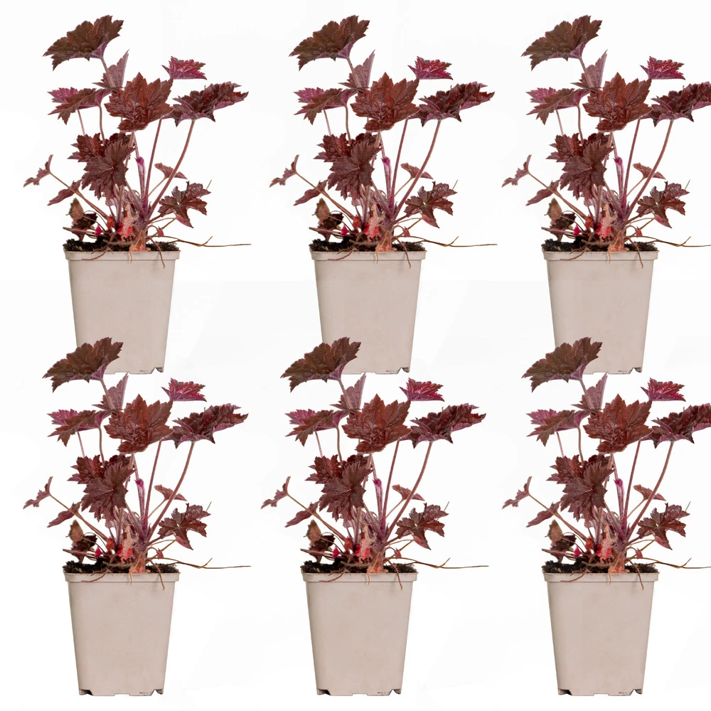 6x Heuchera Micrantha 'palace Purple' - Purple Bell - Vivace - Rustique – ⌀9 Cm - ↕10-15 Cm – Image 2
