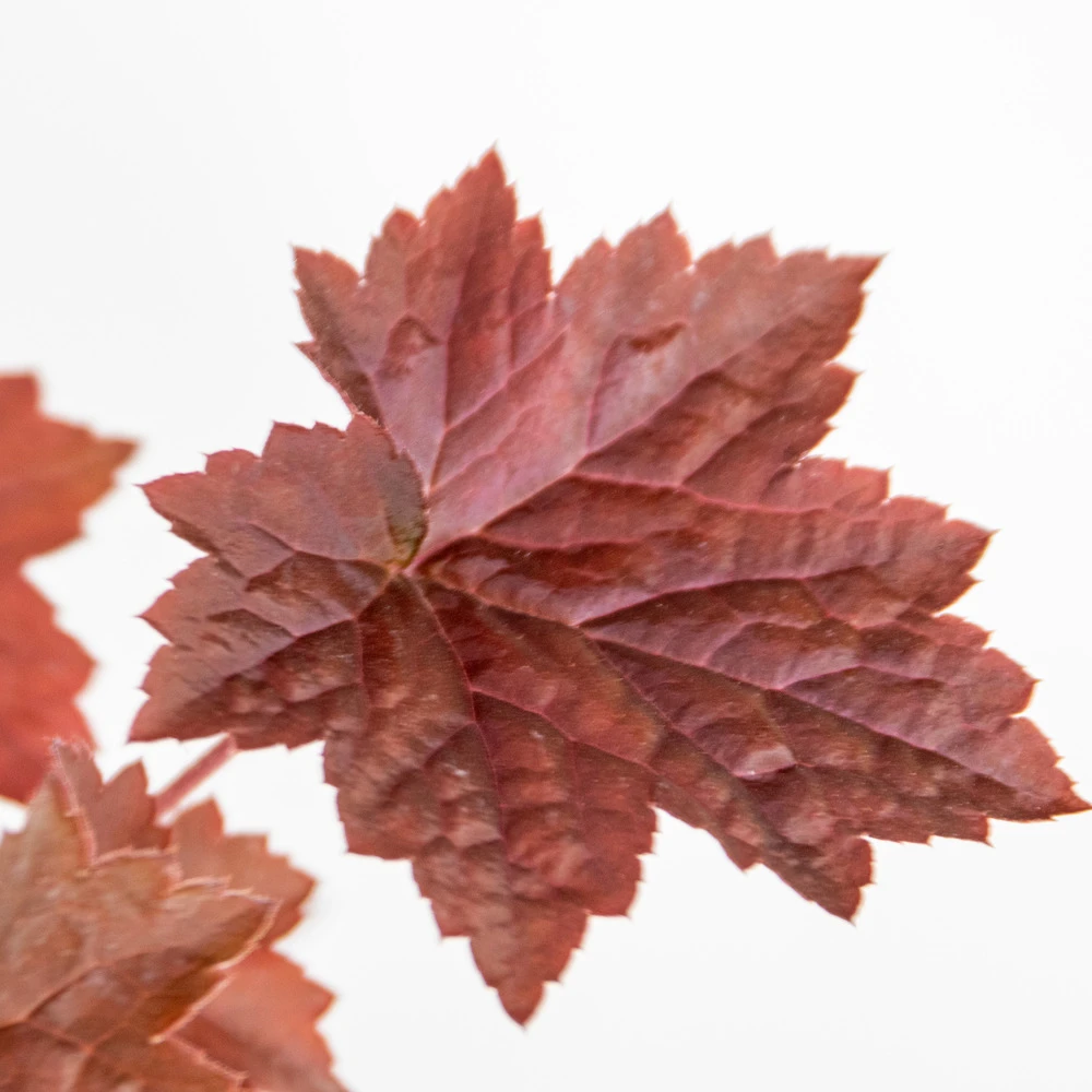 6x Heuchera Micrantha 'palace Purple' - Purple Bell - Vivace - Rustique – ⌀9 Cm - ↕10-15 Cm – Image 5