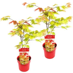 2x Acer Shirasawanum 'moonrise' - érable Du Japon - Arbuste - Rustique - ⌀19 Cm - ↕40-50 Cm