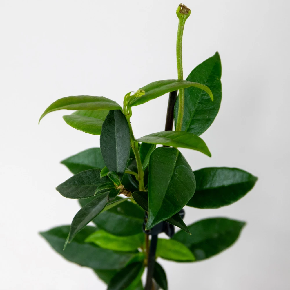 3x Trachelospermum Jasminoides – Jasmin De Toscane – Plante Grimpante – Rustique – ⌀9 Cm - ↕15-20 Cm – Image 5