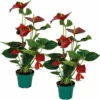 2x Anthurium 'aristo' Red– Flamingo Plant - Facile D'entretien - ⌀14 Cm - ↕45-55 Cm