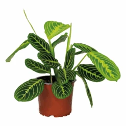 Maranta Lemon Lime – Plante De Prière – Plante D'intérieur – Purificateur D'air – ⌀12cm –↕10-15cm