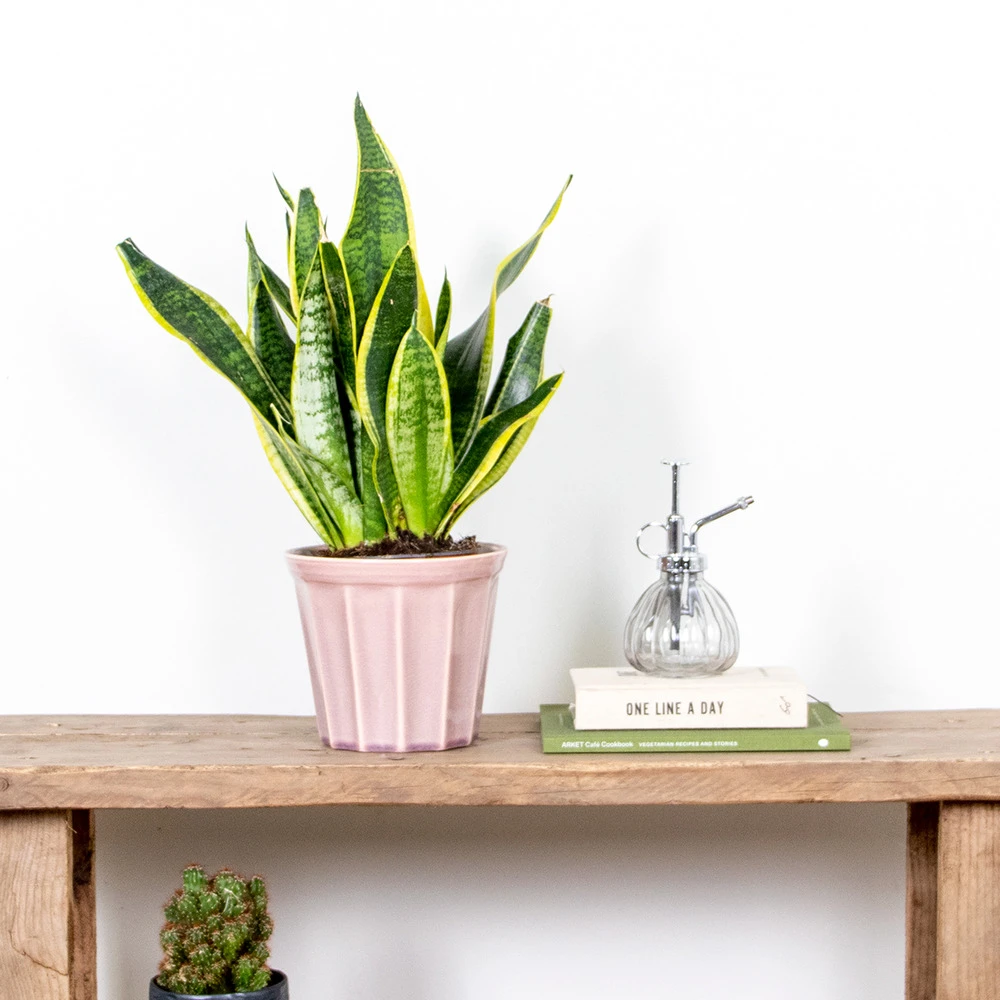 Sansevieria 'laurentii' – Sansevieria – Succulente – Peu D'entretien – ⌀12cm – ↕25-35cm – Image 2