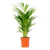 Dypsis Lutescens - Golden Palm - Plante D'intérieur - Entretien Facile - ⌀17 Cm - ↕60-70 Cm