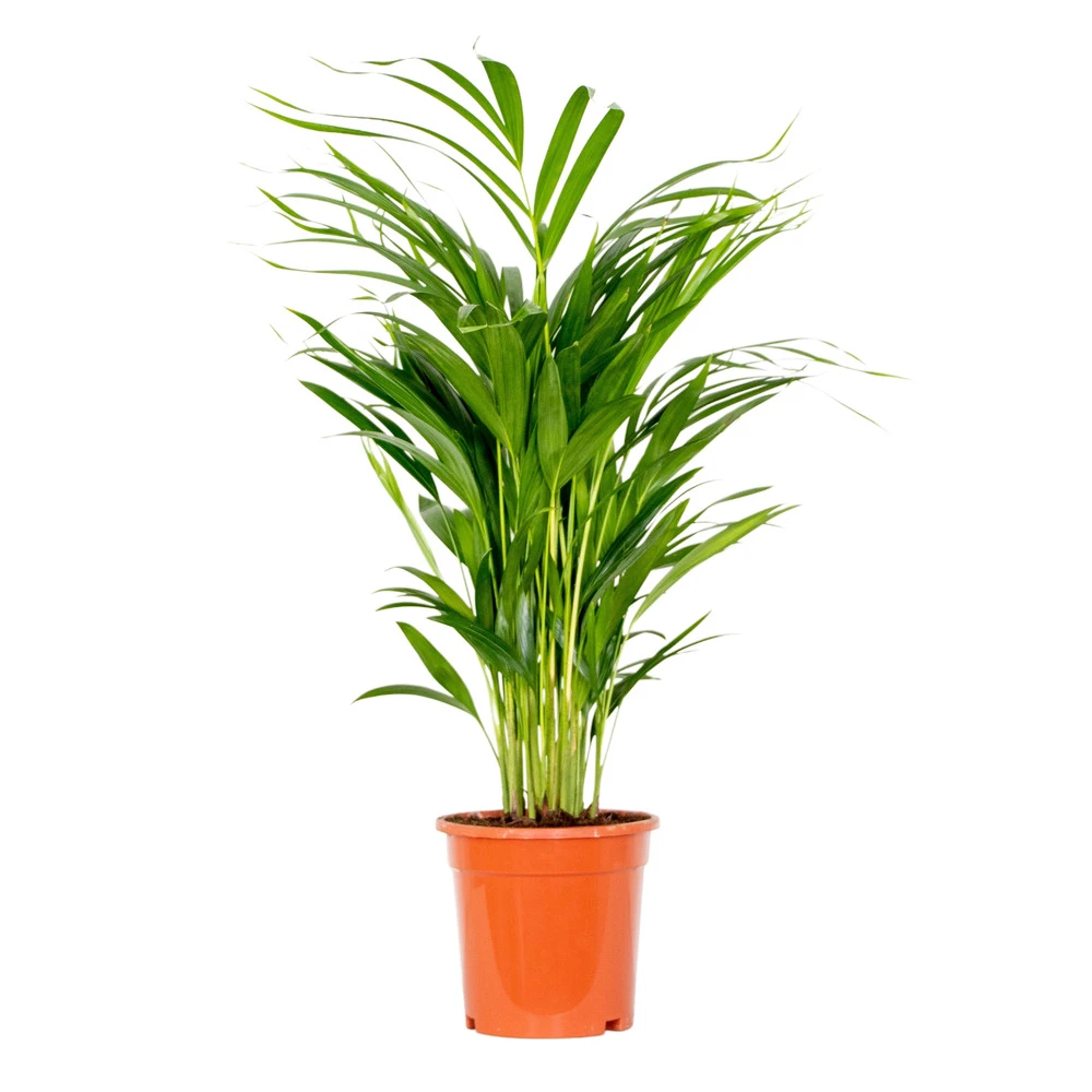 Dypsis Lutescens - Golden Palm - Plante D'intérieur - Entretien Facile - ⌀17 Cm - ↕60-70 Cm