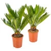 2x Cycas Revoluta – Peace Palm – Palmier – Facile D'entretien - ⌀12 Cm - ↕30-40 Cm