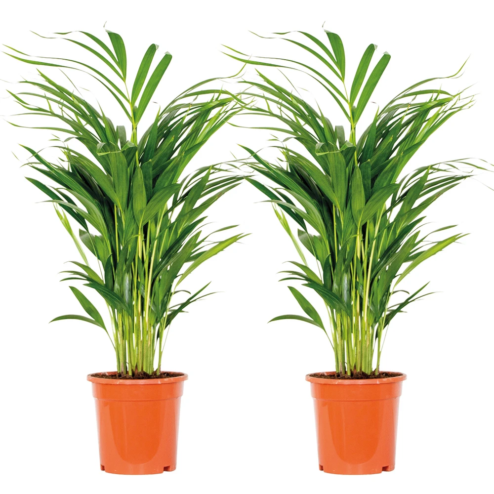 2x Dypsis Lutescens - Palmier Doré - Plante D'intérieur - Facile D'entretien - ⌀17 Cm - ↕60-70 Cm