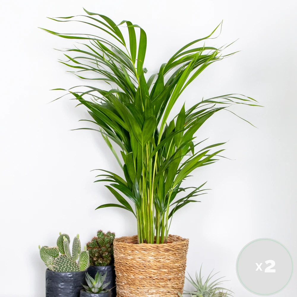 2x Dypsis Lutescens - Palmier Doré - Plante D'intérieur - Facile D'entretien - ⌀17 Cm - ↕60-70 Cm – Image 2