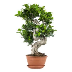 Ficus Microcarpa 'ginseng' En Forme De S – Bonsaï – Plante D'intérieur – ⌀22 Cm - ↕60-70 Cm
