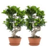 2x Ficus Microcarpa 'ginseng' En Forme De S – Bonsaï – Plante D'intérieur – ⌀22 Cm - ↕60-70 Cm