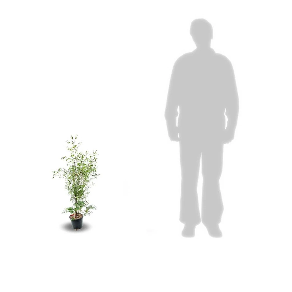 Eucalyptus Gunni France Bleu® 'rengun'/pot De 7,5l - 40/60 Cm – Image 7