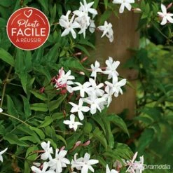 Jasmin Officinal 'affine' - Jasminum Officinalis 3l