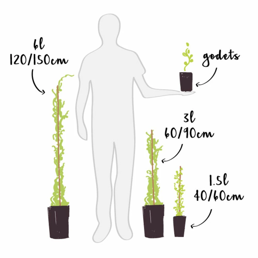 Mûre 'géante Des Jardins' - Rubus Fruticosus 3l – Image 3