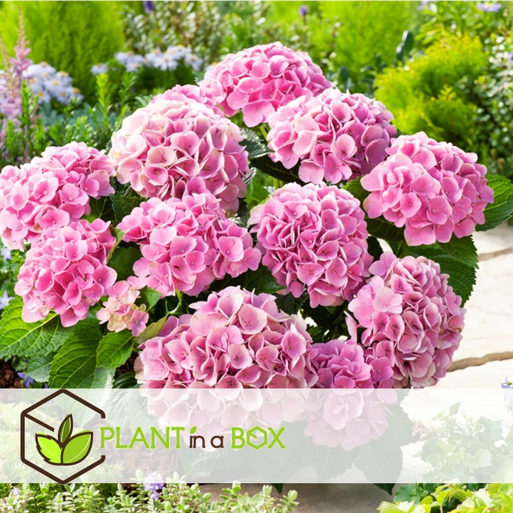 Set De 3 Hortensia Rose - Pot ⌀9cm - H.25-40cm (hauteur Pot Incluse) – Image 2
