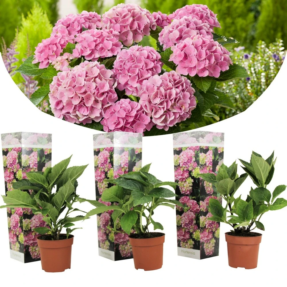 Set De 3 Hortensia Rose - Pot ⌀9cm - H.25-40cm (hauteur Pot Incluse)