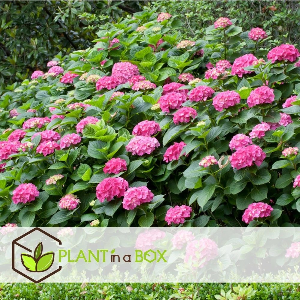 Set De 3 Hortensia Rose - Pot ⌀9cm - H.25-40cm (hauteur Pot Incluse) – Image 3