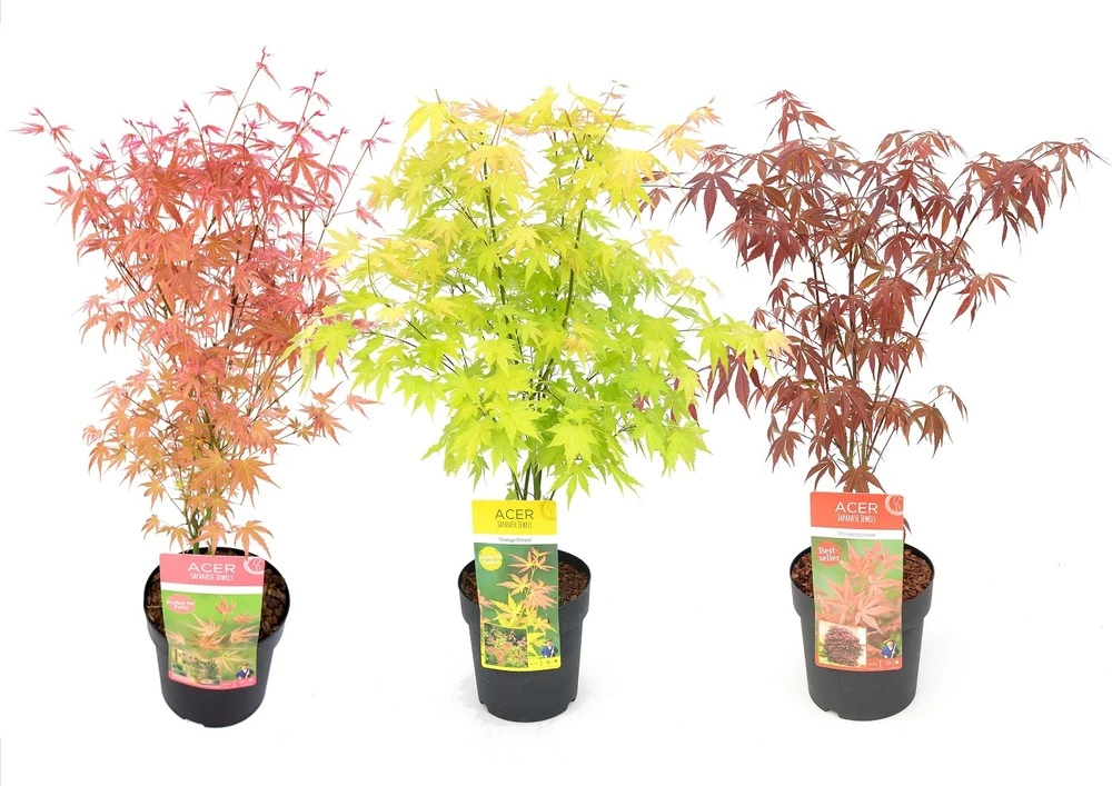 Set De 3 Erables Japonnais - Pot ⌀19cm - H.60-70cm (hauteur Pot Incluse) - Acer Japonica - Plantes Rustique