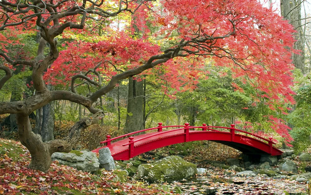 Set De 3 Erables Japonnais - Pot ⌀19cm - H.60-70cm (hauteur Pot Incluse) - Acer Japonica - Plantes Rustique – Image 6