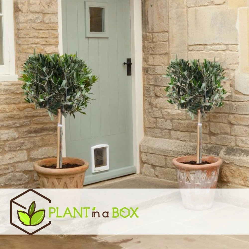 Olea Europaea - Set De 2 - D'olivier Dans Un Panier - Pot 14cm - Hauteur 45-55cm – Image 3