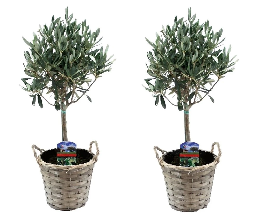 Olea Europaea - Set De 2 - D'olivier Dans Un Panier - Pot 14cm - Hauteur 45-55cm