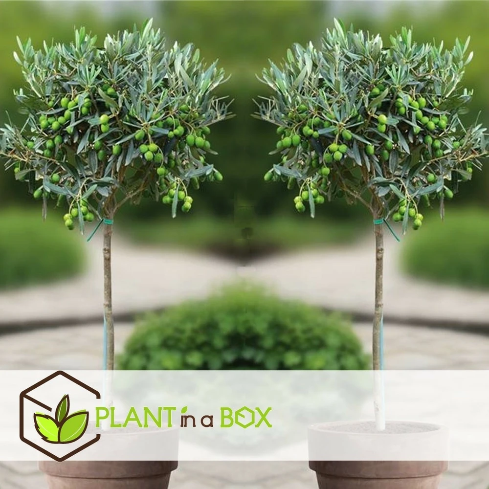 Olea Europaea - Set De 2 - D'olivier Dans Un Panier - Pot 14cm - Hauteur 45-55cm – Image 4