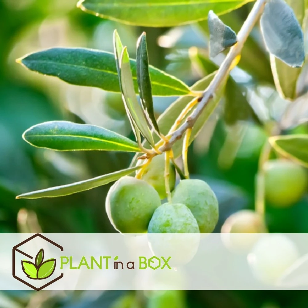 Olea Europaea - Olivier Rustique Sur Tige - Pot 21cm - Hauteur 90-100cm – Image 4