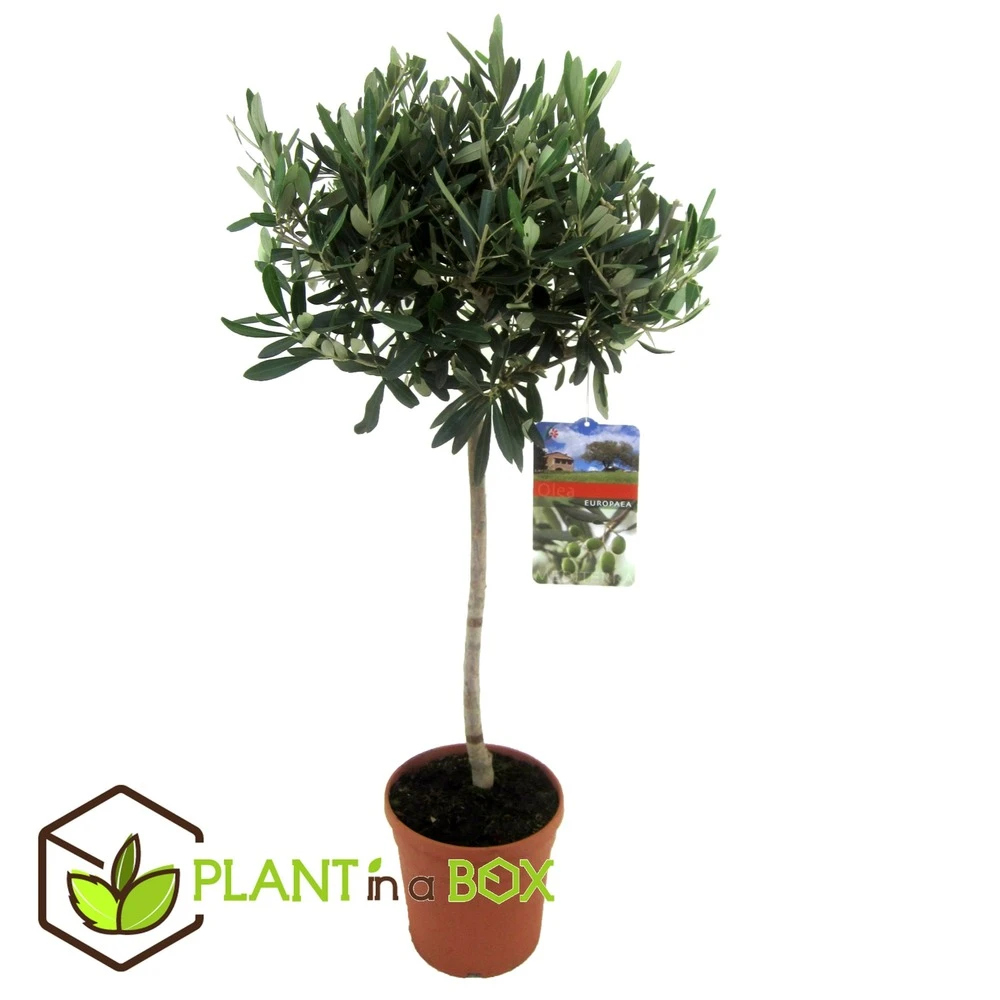 Olea Europaea - Olivier Rustique Sur Tige - Pot 21cm - Hauteur 90-100cm – Image 2
