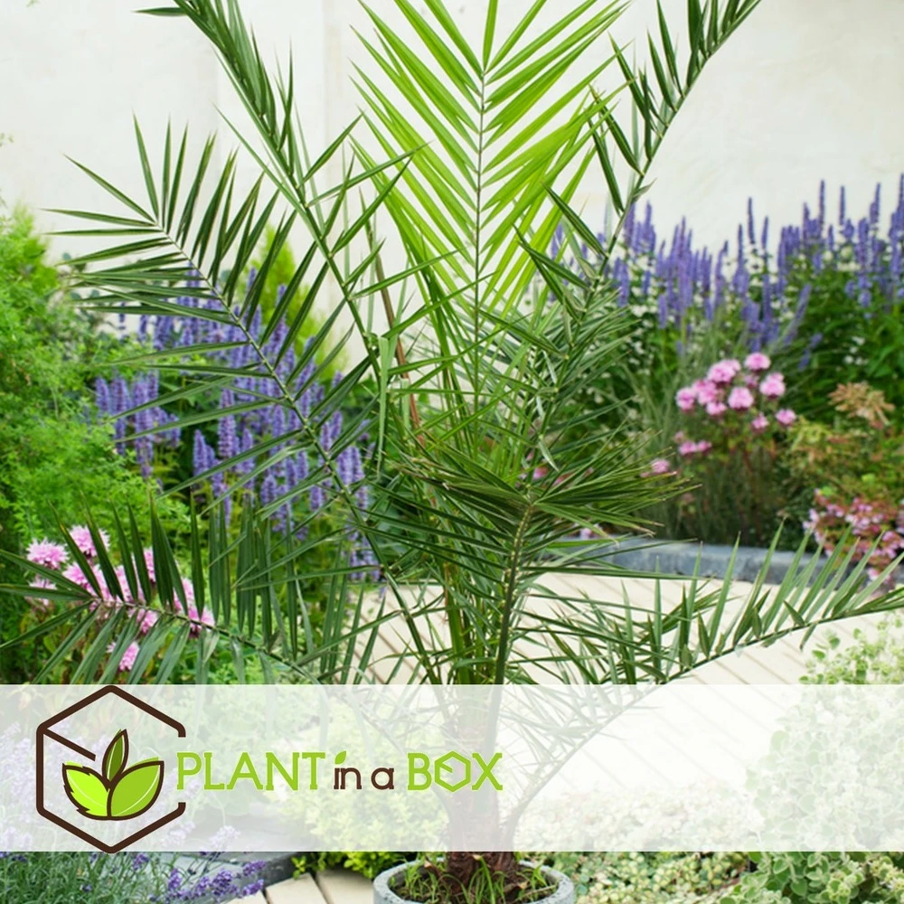 Phoenix Canariensis - Palmier Dattier - Pot 19cm - Hauteur 80-100cm – Image 4