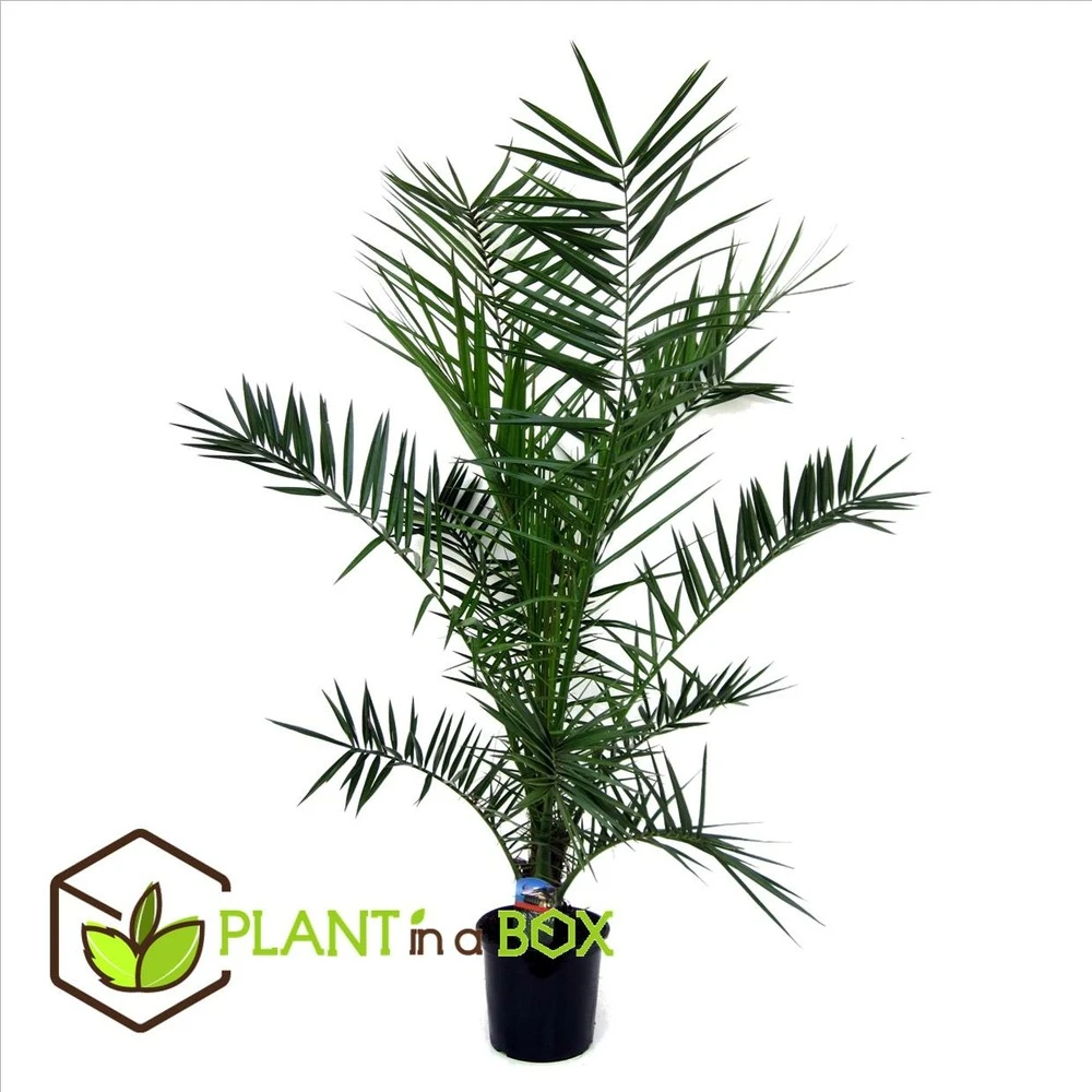 Phoenix Canariensis - Palmier Dattier - Pot 19cm - Hauteur 80-100cm – Image 2